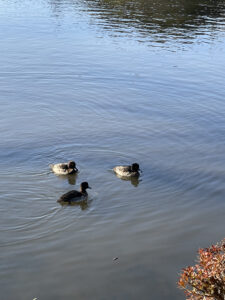 池で寒さを凌ぐ？鴨たち2