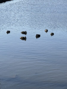 池で寒さを凌ぐ？鴨たち1