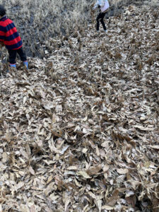 田んぼに広がる落ち葉